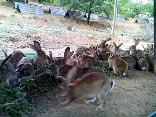 肉兔养殖经济效益分析 肉兔养殖效益分析